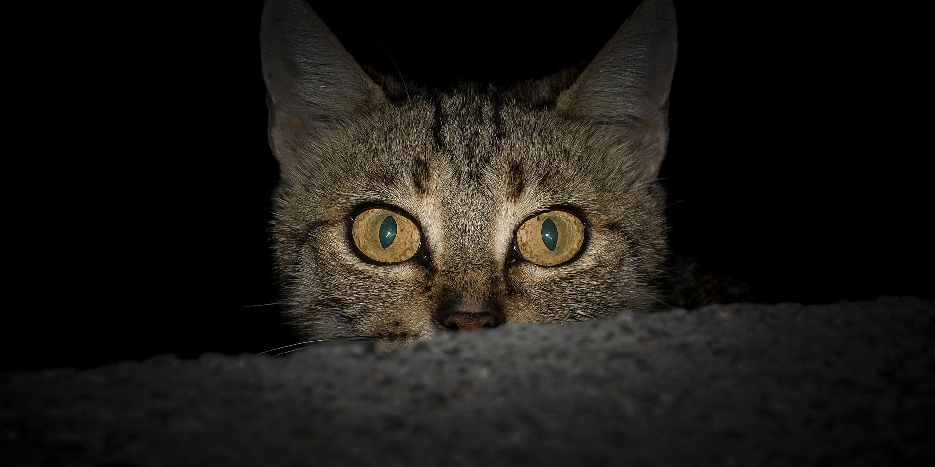 gato a noite econômico